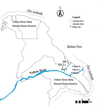 Crab contributions as an ecosystem engineer to sediment turnover in the Yellow River Delta